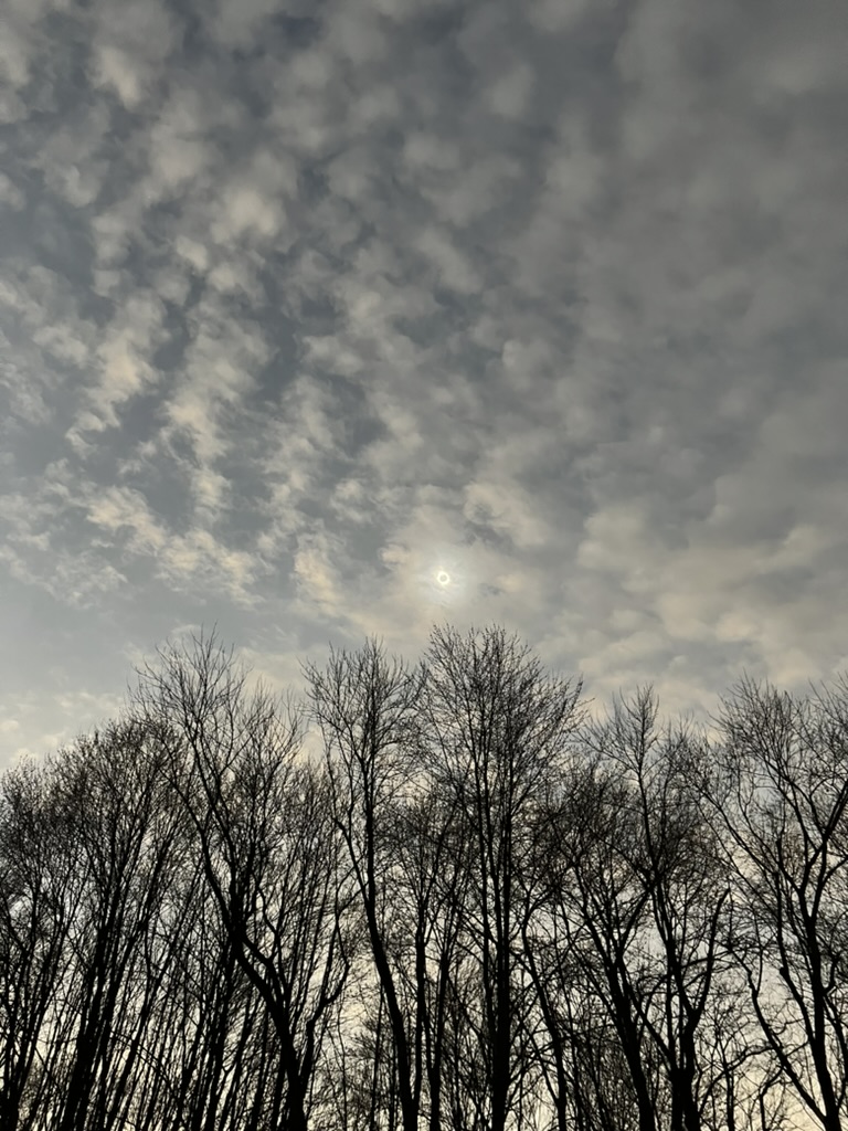 Eclipse through winter trees