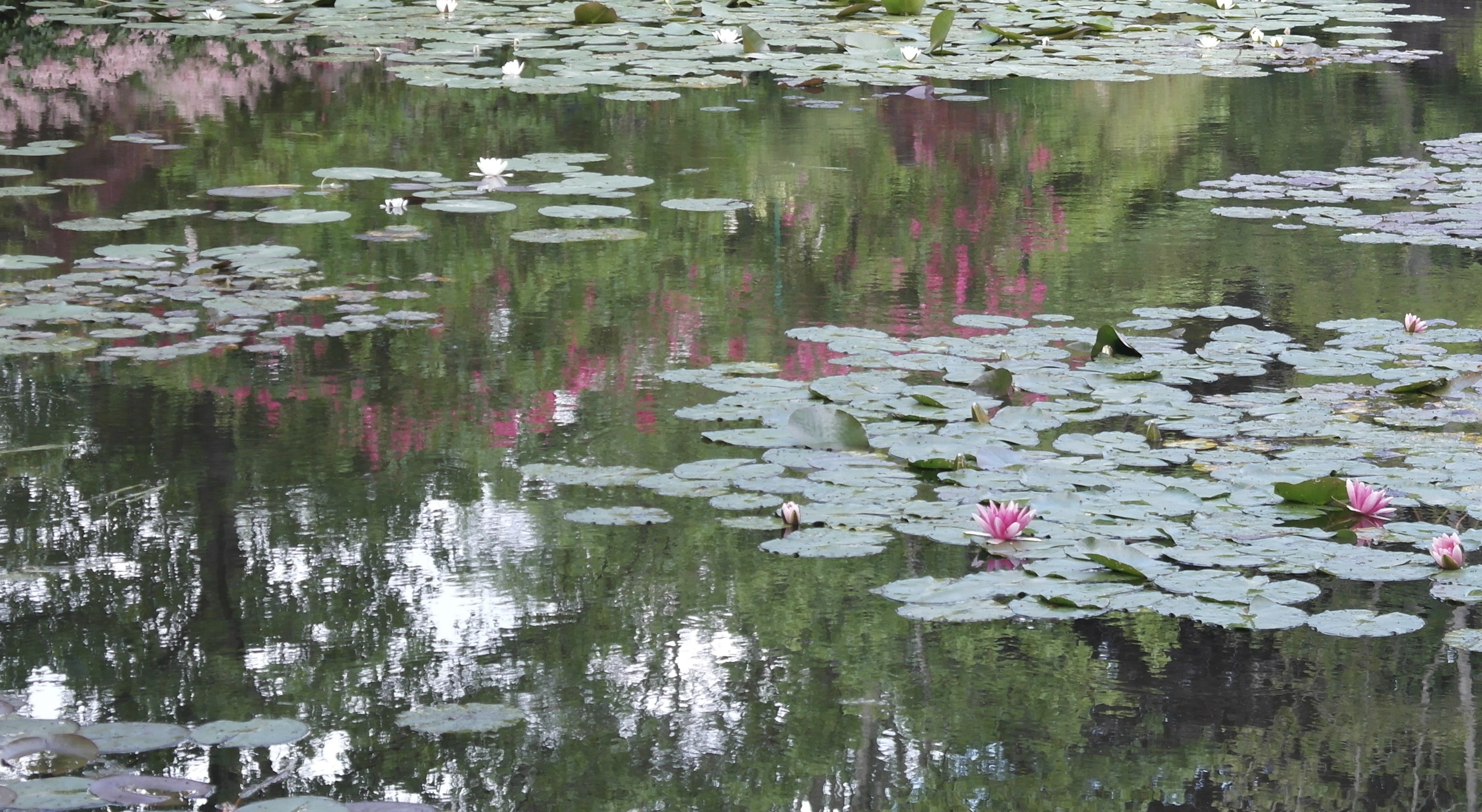 Water lilies on a reflective pond