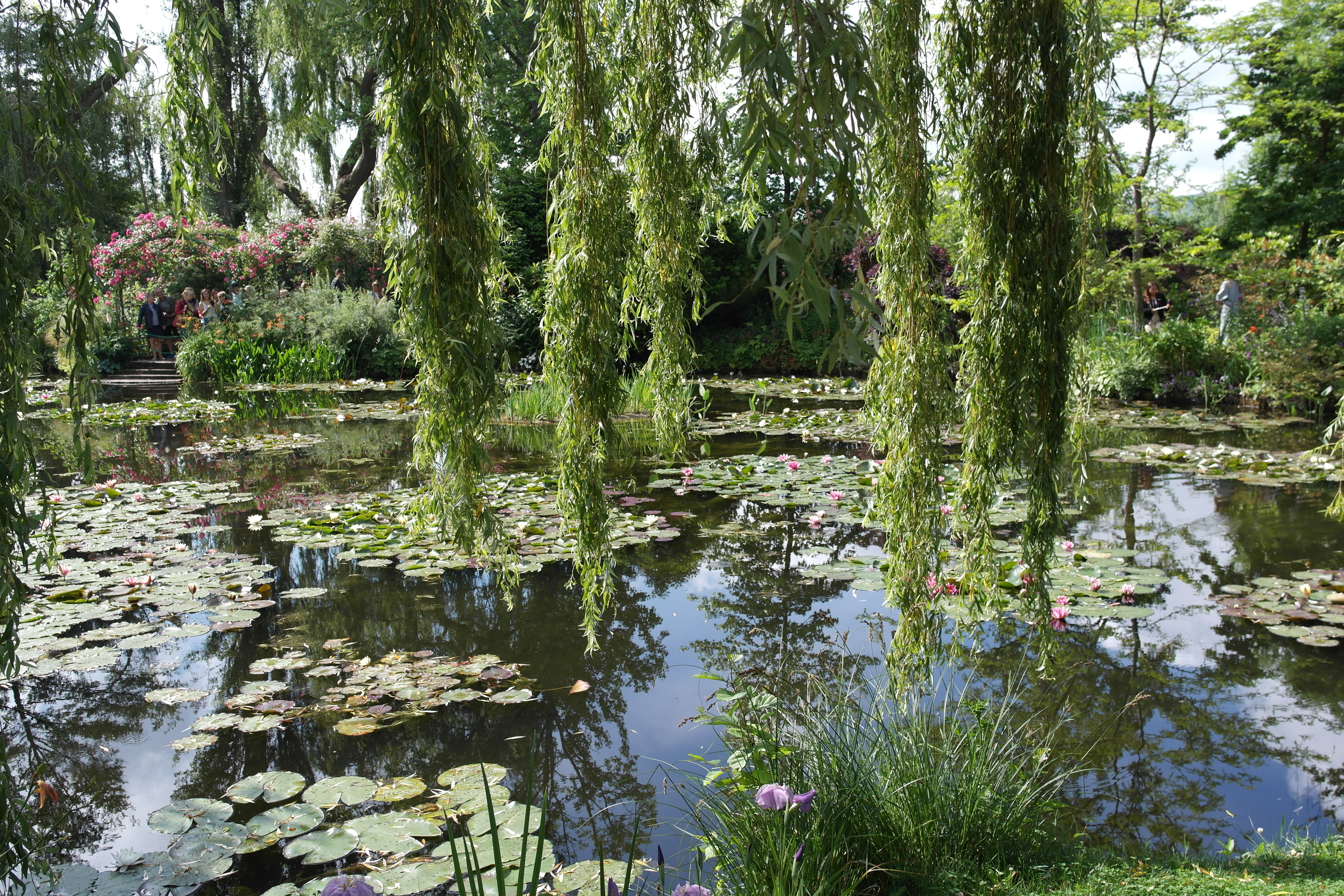 Monet's garden with weeping willows