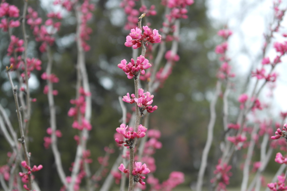 Cherry blossom season